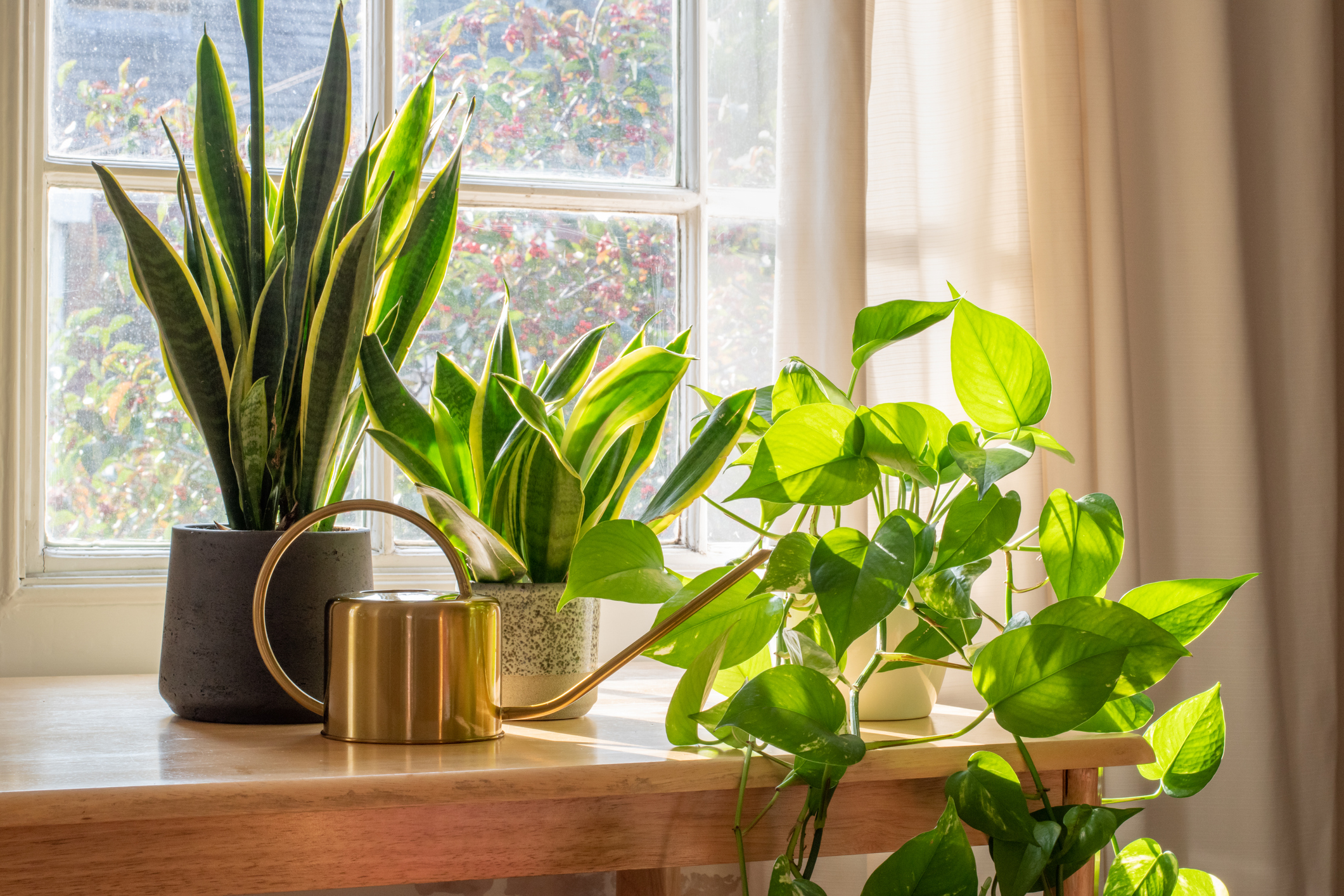 Decorating with Plants: Transform Your Space